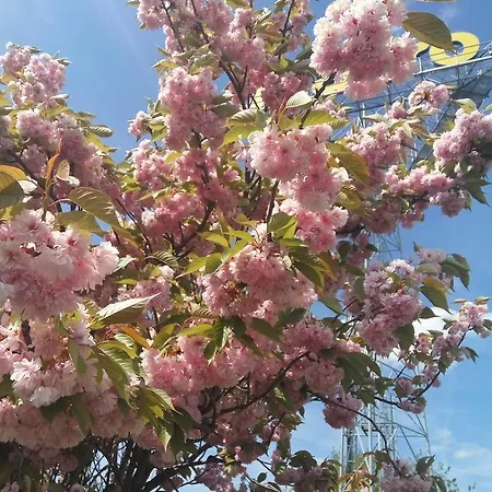 Bonsai * 프라하